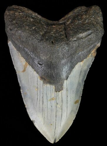 Megalodon Tooth - North Carolina #67292